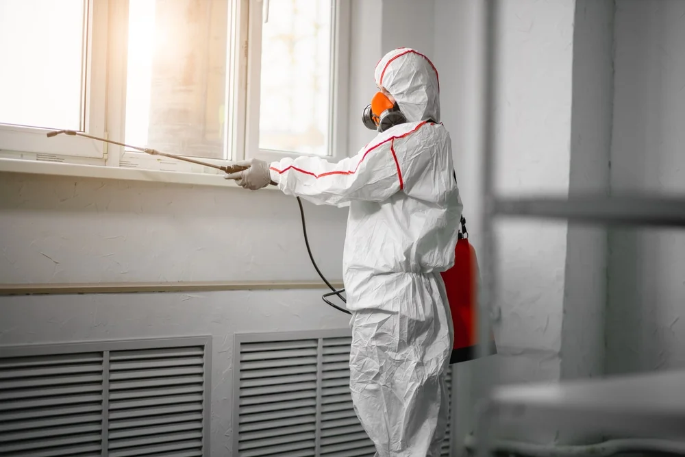 Professional mold remediation services in Cheshire, CT